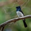 Muchalek satenovy - Myiagra cyanoleuca - Satin Flycatcher o3894